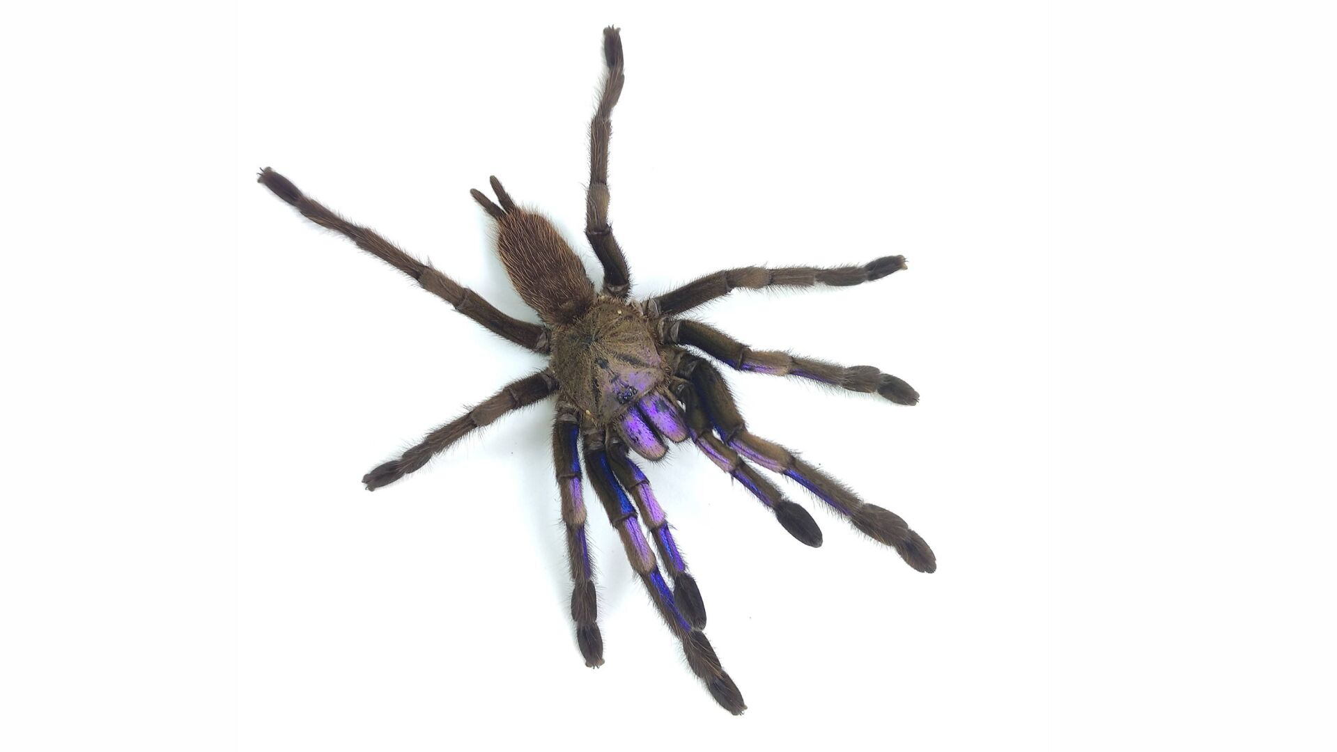 Electric blue tarantula species discovered in Thailand